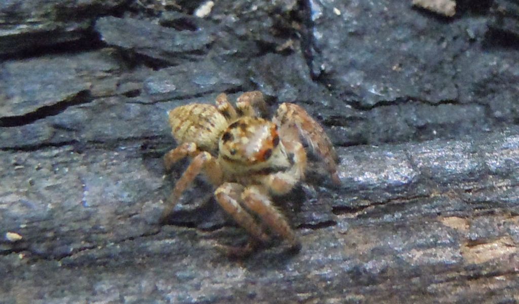 Carrhotus xanthogramma - Cuma (NA)
